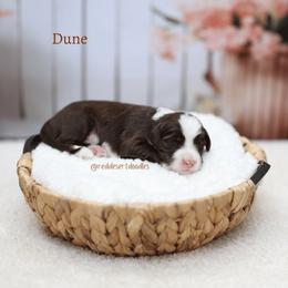 Boy 2 - male Australian Labradoodle puppy in Hurricane, Utah from Red Desert Doodles