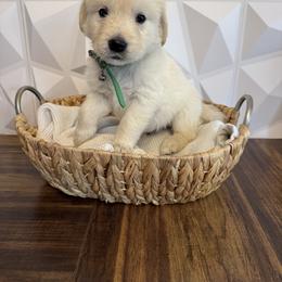 Green collar - Light golden male Golden Retriever puppy in Radcliff, Kentucky from It’s A Golden Life