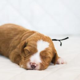 Hopper - Caramel red male Australian Labradoodle puppy in Diamond Bar, California from Furrytaildoodles