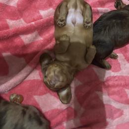 Ollie - Red male Dachshund puppy in Riverside, California from Mir and Dachshunds