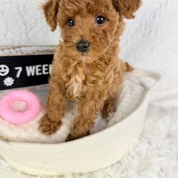 French - Cafe au lait female Poodle puppy in Florida from Adorable Toy-Miniature Poodles