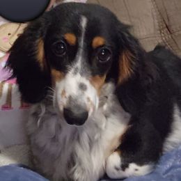 Lily - Dachshund