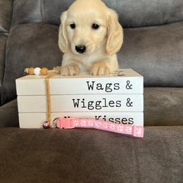Ivy - Cream female Dachshund puppy in Stuart, Iowa from Johnson Family Paws