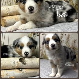 (2) Donner, BMM - Blue merle male Miniature American Shepherd puppy in Huntington, Texas from JKKJ Farms