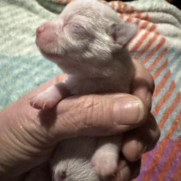 Chihuahua and Pembroke Welsh Corgi Puppies from Stephanie’s Corgi Colony