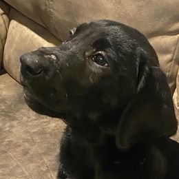 Blue Collar - Black Labrador Retriever puppy in Beulaville, North Carolina from H & S Retrievers