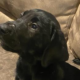 Blue Collar - Black Labrador Retriever puppy in Beulaville, North Carolina from H & S Retrievers