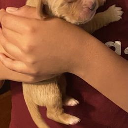 Golden Retriever Puppies from 13 GORGEOUS Goldens