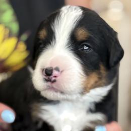Gingersnap - Tri-color male Bernese Mountain Dog puppy in Gardner, Kansas from Faith and Family Farm