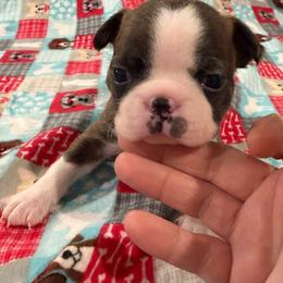 Stromboli - Brindle and white female Boston Terrier puppy in Wellington, Ohio from Twist of Faith Farms