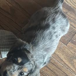 Carol - Dapple female Dachshund puppy in Harriet, Arkansas from B&K Dachshunds