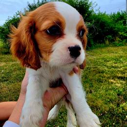 Phoebe - Blenheim female Cavalier King Charles Spaniel puppy in Watsontown, Pennsylvania from Huntsman Cavaliers