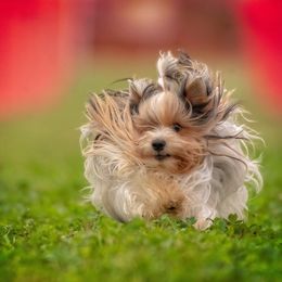 Biewer Terriers and Poodles from Classic Biewers