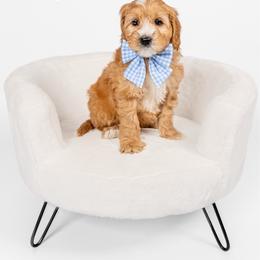 Ridge - Apricot male Australian Labradoodle puppy in Leicester, North Carolina from Paws For All Labradoodles