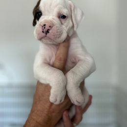 Boxer Puppies from OTR Boxers