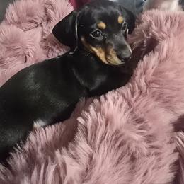 Sugarplum - Black and tan female Dachshund puppy in Oklahoma City, Oklahoma from Hamm Weenies  AKC (Dachshunds)