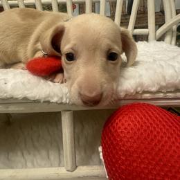 FOUND NEW HOME - Cream female Dachshund puppy in Polo, Missouri from Blue Tails Farm