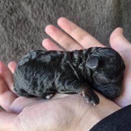 Jax - Phantom male Poodle puppy in Chandler, Arizona from Fabi Poodle