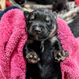 Purple girl - Kukka - Black and tan female Lapponian Herder puppy in Prattsburgh, New York from Maalattu Koirankoppi Lapponian Herders