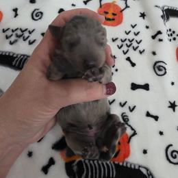 Blue dapple girl - Dapple female Dachshund puppy in West Plains, Missouri from Spring Creek Dachshunds