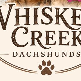 Dachshunds from Whiskey Creek Dachshunds