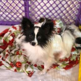 Rhea - Papillon
