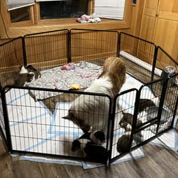 Collie Puppies from Jolly Collies