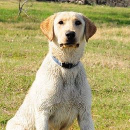 Labrador Retrievers from Justice Retrievers