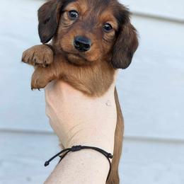 Dachshund Puppies from LPS weenies