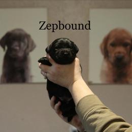 Zepbound - Black male Labrador Retriever puppy in South Lyon, Michigan from Matoskah Meadows Labradors