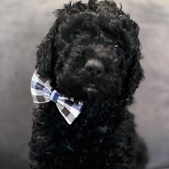 Jack - Black Double Doodle puppy in Woolwich, Maine from Dog Paw Doodles