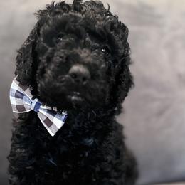 Jack - Black Double Doodle puppy in Woolwich, Maine from Dog Paw Doodles