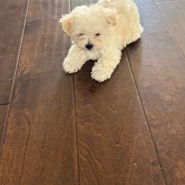 Mann man - Maltipoo