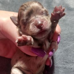 Eleanor - Merle female Shihpoo puppy in Delphos, Ohio from Route 66 Poodles & Doodles, Sapphire Shih-tzu's of Ohio