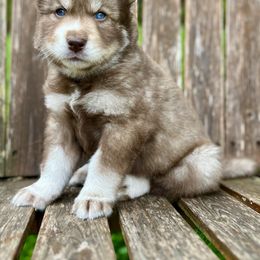 Boy 2- Orange Collar - male Siberian Husky puppy in Vanceburg, Kentucky from Happy Home Huskies