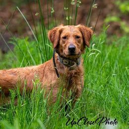 HR Soxx's - Golden Retriever