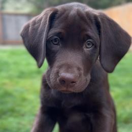 Labrador Retriever puppies from Rieland Kennels