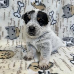 Pip - Blue female Australian Cattle Dog puppy in Olive Hill, Kentucky from Tompkins Farm
