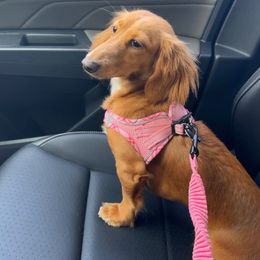 Winnie - Dachshund