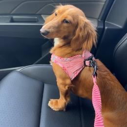 Winnie - Dachshund