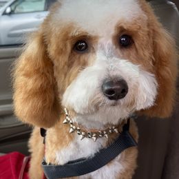 Duckie - Goldendoodle