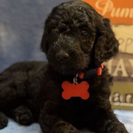 Red Collar - Poodle puppy from Stonewick Poodles