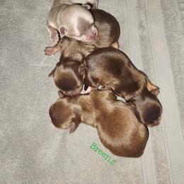Clarice light chocolate and tan - Chocolate and tan female Chihuahua puppy in Richmond, Virginia from Breens
