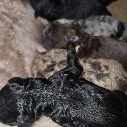 Almond - Brown and white female Aussiedoodle puppy in Lithia, Florida from Waterford Doodle Farm