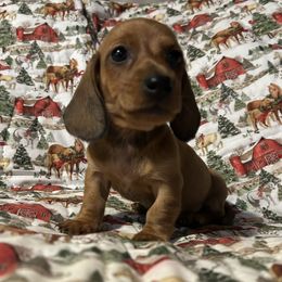 Dachshund puppies from Kiser Creek Dachshunds