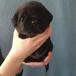 Waffles (Dark Blue Collar) - Black male Labrador Retriever puppy in Prince George, Virginia from Kingdom Kenelz Labradors