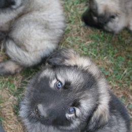 Shiloh Shepherd Puppies from Solace Shilohs