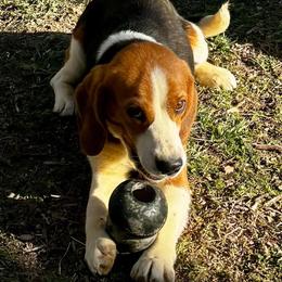 Forrest - Black white and tan male Beagle puppy in Viper, Kentucky from Mountain Top