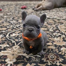Melhouse Van Houten - Blue male French Bulldog puppy in Avondale, Arizona from Montes House of  Frenchies