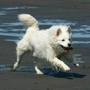 Koda - American Eskimo Dog